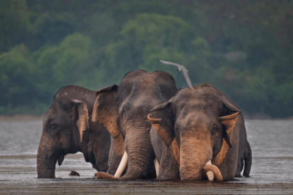 10-Day Sri Lanka Grand Safari Tour