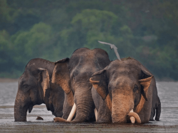 10-Day Sri Lanka Grand Safari Tour